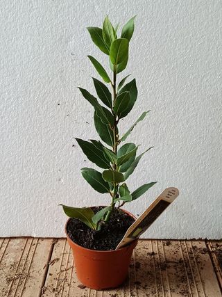 LAUREL planta aromatica Ø11 planta interior