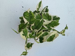 Potho NJoy planta de interior colgante