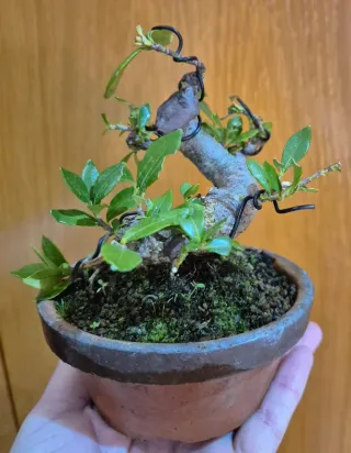 Bonsai Ilex Serrata - acebo