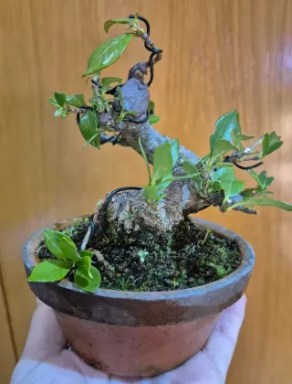 Bonsai Ilex Serrata - acebo
