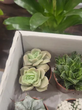 OFERTA pack suculenta cactus coleccion