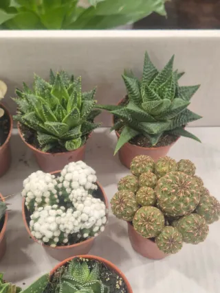 OFERTA pack suculenta cactus coleccion