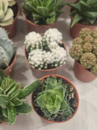 OFERTA pack suculenta cactus coleccion