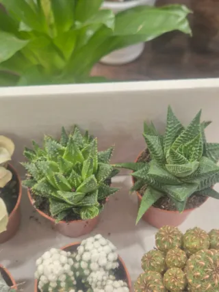 OFERTA pack suculenta cactus coleccion