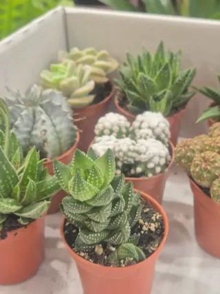 OFERTA pack suculenta cactus coleccion