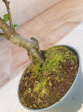 Olmo Chino en formato bonsai. Solo en mano.
