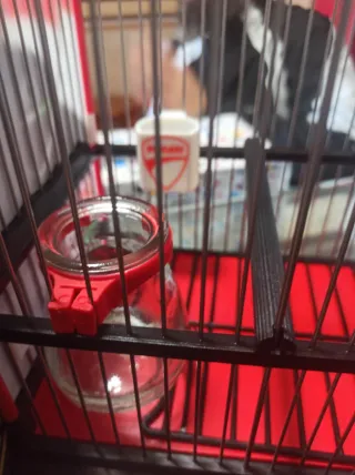 Jaula C2 DUCATI CORSE