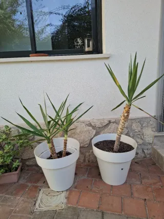 2 Plantas de exterior Yucca