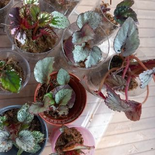 Plantones Begonia Rex