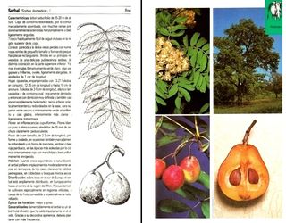 ARBOLES. 250 ESPECIES. GUIA. FLORA. PLANTAS.