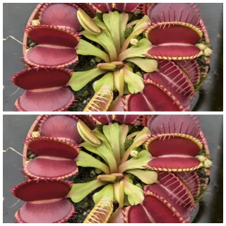 Pack 2 Plantas carnívoras Dionaea muscipula