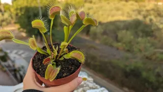 Planta carnívora Dionaea muscipula