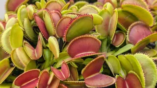 Planta carnívora Dionaea Microdent