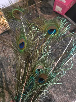 Lote Plumas Pavo Real Auténticas