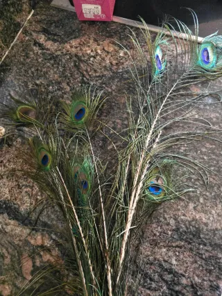 Lote Plumas Pavo Real Auténticas