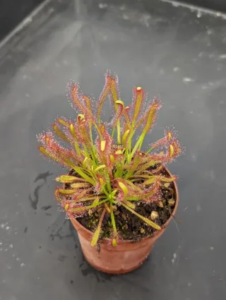Planta carnívora Drosera capensis