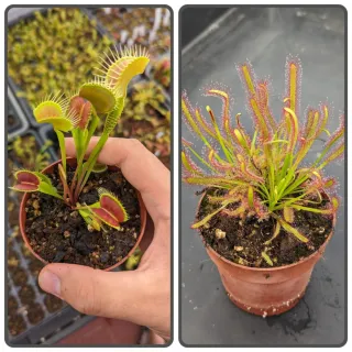 Pack plantas carnívoras 1