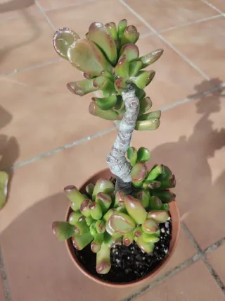 Árbol de Jade/ Crassula ovata/ Orejas de Shrek