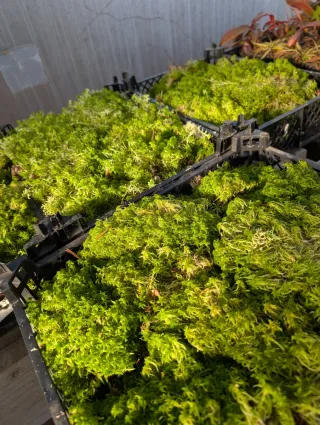 Musgo sphagnum vivo caja.