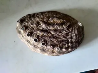 Conchiglia Abalone Orecchia di Mare