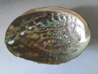 Conchiglia Abalone Orecchia di Mare