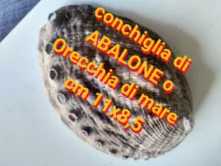 Conchiglia Abalone Orecchia di Mare