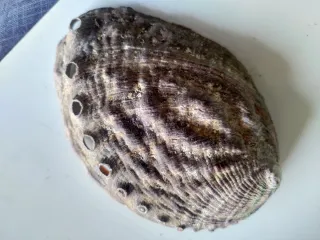 Conchiglia Abalone Orecchia di Mare
