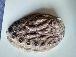 Conchiglia Abalone Orecchia di Mare
