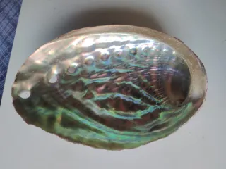Conchiglia Abalone Orecchia di Mare