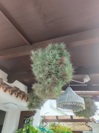 Plantas grande en perfecto estado.Buen precio .