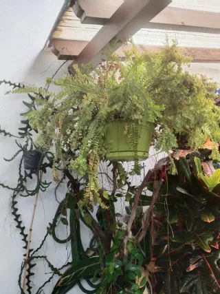 Plantas grande en perfecto estado.Buen precio .