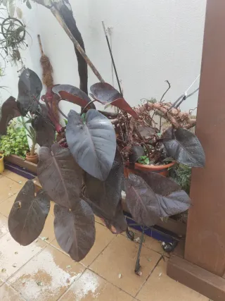 Plantas grande en perfecto estado.Buen precio .