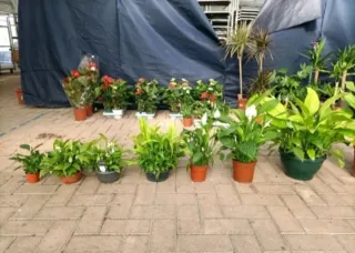 Piante Spathiphyllum 2€-5€