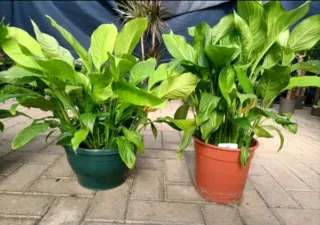 Piante Spathiphyllum 2€-5€