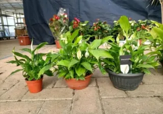 Piante Spathiphyllum 2€-5€