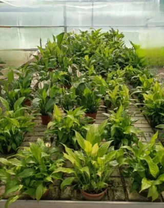 Piante Spathiphyllum 2€-5€