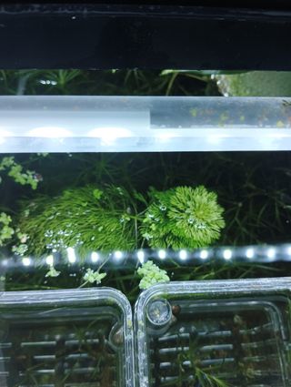 Plantas para acuario