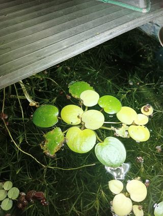 Plantas para acuario