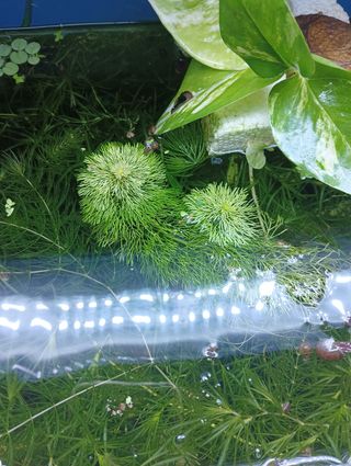 Plantas para acuario