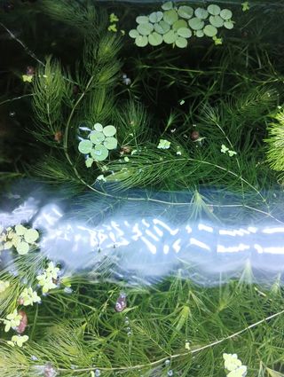 Plantas para acuario