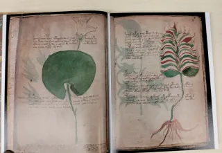 Libro antiguo de colección . Manuscrito Voynich