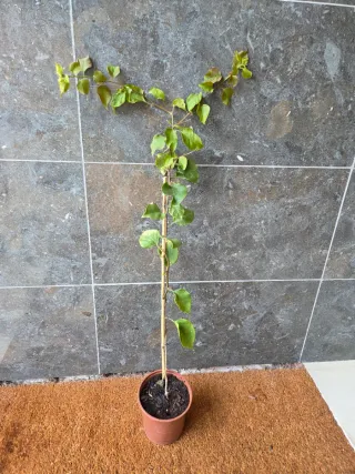 Buganvilla en maceta