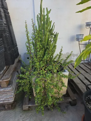 Maceta con planta suculenta y cactus