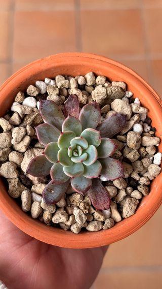 Echeveria Secunda Azulita Suculenta