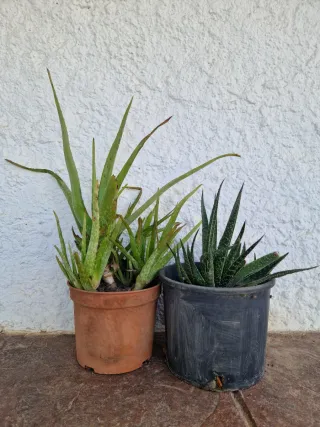 2 Plantas Aloe Vera con Maceta
