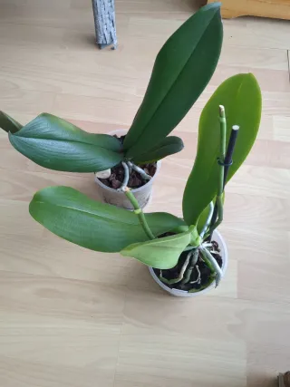 2 Orquídeas Phalaenopsis Orlando y Summer Light