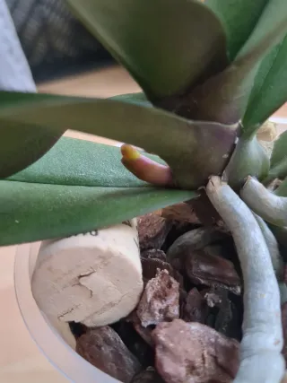 2 Orquídeas Phalaenopsis Orlando y Summer Light