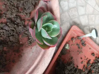 Suculenta Echeveria