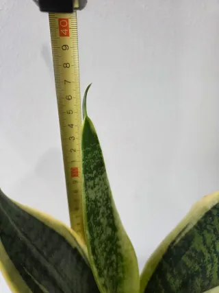 Sansevieria trifascica con maceta