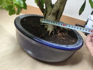 Durantha Repens Bonsái